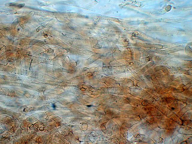 Galerina spec. Cod.: 0947-07